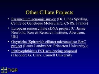 Other Ciliate Projects
• Paramecium genomic survey (Dr. Linda Sperling,
  Centre de Genetique Moleculaire, CNRS, France)
• European rumen ciliate cDNA project (C. Jamie
  Newbold, Rowett Research Institute, Aberdeen,
  UK)
• Oxytricha (Spirotrich ciliate) micronuclear BAC
  project (Laura Landweber, Princeton University);
• Ichthyophthirius EST sequencing proposal
  (Theodore G. Clark, Cornell University


TIGR
 