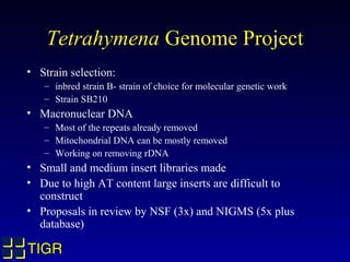 Tetrahymena Genome Project
• Strain selection:
   – inbred strain B- strain of choice for molecular genetic work
   – Strain SB210
• Macronuclear DNA
   – Most of the repeats already removed
   – Mitochondrial DNA can be mostly removed
   – Working on removing rDNA
• Small and medium insert libraries made
• Due to high AT content large inserts are difficult to
  construct
• Proposals in review by NSF (3x) and NIGMS (5x plus
  database)

TIGR
 