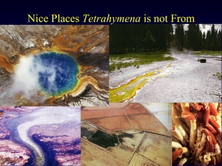 Nice Places Tetrahymena is not From




TIGR
 