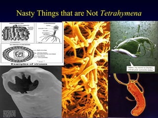Nasty Things that are Not Tetrahymena




TIGR
 