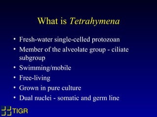 What is Tetrahymena
• Fresh-water single-celled protozoan
• Member of the alveolate group - ciliate
  subgroup
• Swimming/mobile
• Free-living
• Grown in pure culture
• Dual nuclei - somatic and germ line
TIGR
 