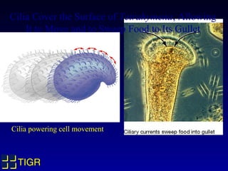 Cilia Cover the Surface of Tetrahymena, Allowing
    It to Move and to Sweep Food to Its Gullet




Cilia powering cell movement



 TIGR
 