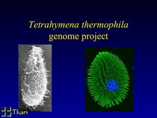 Tetrahymena thermophila
            genome project




TIGR
 