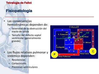 Tetralogía de Fallot


 Fisiopatología

• Las consecuencias
  hemodinámicas dependen de:
   – Severidad de la obstrucción del
     tracto de salida
   – Tamaño del defecto septal
     ventricular (generalmente
     grande)



• Los flujos relativos pulmonar y
  sistémico dependen:
   – Resistencias
   – Cortocircuito
   – Presiones ventriculares
 