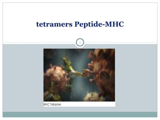 1
tetramers Peptide-MHC
 