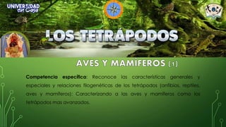 Competencia específica: Reconoce las características generales y
especiales y relaciones filogenéticas de los tetrápodos (anfibios, reptiles,
aves y mamíferos): Caracterizando a las aves y mamíferos como los
tetrápodos mas avanzados.
 