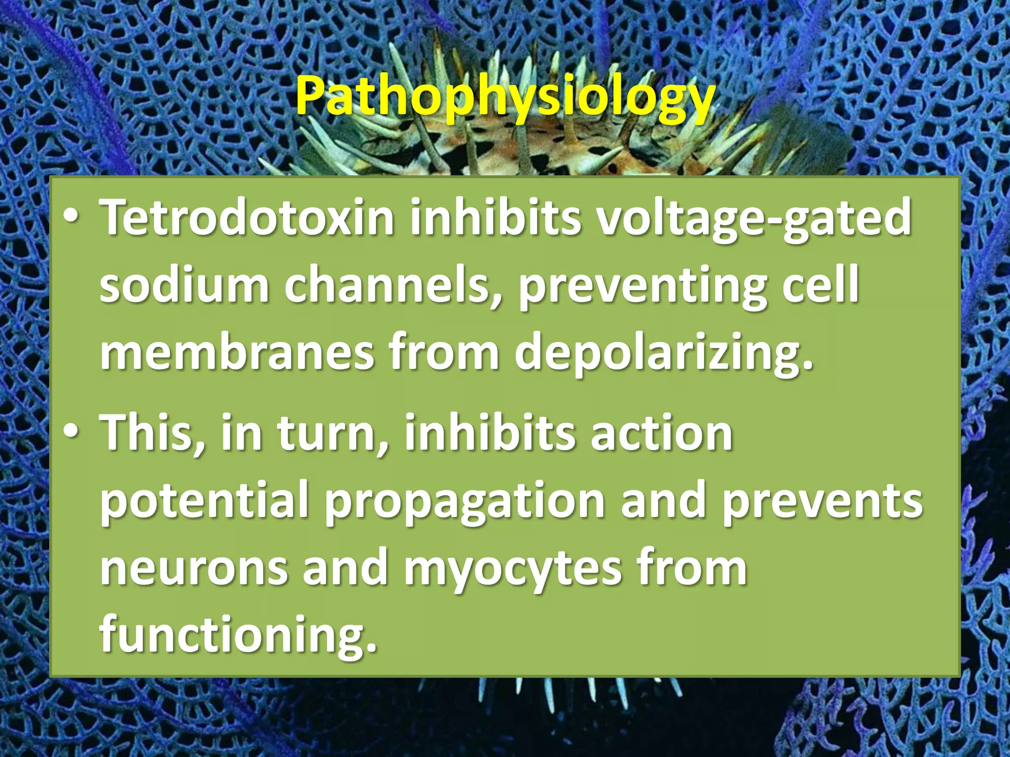 Pathophysiology
• Tetrodotoxin inhibits voltage-gated
sodium channels, preventing cell
membranes from depolarizing.
• This, in turn, inhibits action
potential propagation and prevents
neurons and myocytes from
functioning.
 