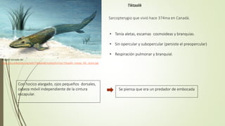 Tiktaalik
Imagen tomada de:
https://es.wikipedia.org/wiki/Tiktaalik#/media/Archivo:Tiktaalik_roseae_life_restor.jpg
• Tenía aletas, escamas cosmoideas y branquias.
• Sin opercular y subopercular (persiste el preopercular)
• Respiración pulmonar y branquial.
Sarcopterygio que vivió hace 374ma en Canadá.
Con hocico alargado, ojos pequeños dorsales,
cabeza móvil independiente de la cintura
escapular.
.
Se piensa que era un predador de embocada
 