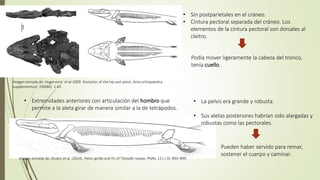• Sin postparietales en el cráneo.
• Cintura pectoral separada del cráneo. Los
elementos de la cintura pectoral son dorsales al
cleitro.
Imagen tomada de: Hogervorst et al-2009- Evolution of the hip and pelvis. Acta orthopaedica
supplementum, 336(80): 1-43.
Imagen tomada de: Shubin et al. (2014). Pelvic girdle and fin of Tiktaalik roseae. PNAS, 111 ( 3): 893–899.
Podía mover ligeramente la cabeza del tronco,
tenía cuello.
• La pelvis era grande y robusta.
• Sus aletas posteriores habrían sido alargadas y
robustas como las pectorales.
Pueden haber servido para remar,
sostener el cuerpo y caminar.
• Extremidades anteriores con articulación del hombro que
permite a la aleta girar de manera similar a la de tetrápodos.
 