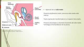 • Aparición de un oído medio.
Presencia de fenestra ovalis, comunica oído medio-oído
interno.
Tracto espiracular transformado en un espacio más amplio.
Presencia de estapes o columela (huesecillo del oído medio
homólogo al hiomandibular de los peces).
Imagen tomada de Liem et al (2001). Functional Anatomy of
Vertebrates: an evolutionary perspective . Cengage Learning, Inc.
 