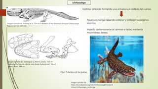 Imagen tomada de. Ahlberg et al. The axial skeleton of the Devonian tetrapod Ichthyostega.
Nature, 437 (1).137-140.
Costillas torácicas formando una armadura al costado del cuerpo.
Poseía un cuerpo capaz de sostener y proteger los órganos
internos.
Impedía contorsionarse al caminar o nadar, mantenía
movimientos lentos.
Con 7 dedos en las patas.
Imagen tomada de:
https://es.wikipedia.org/wiki/Ichthyostega#/media/A
rchivo:Ichthyostega_model.jpg
Imagen tomada de: Apesteguia S, Ares R. (2010). Vida en
evolución: la historia natural vista desde Sudamérica/. 1a ed.
Buenos Aires. 384 pp.
Ichthyostega
 