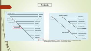 Tetrápoda
Imagenes tomadas de: Montero, R. y A. Autino. 2018. Sistemática y filogenia de los vertebrados con énfasis
en la fauna Argentina. Universidad Nacional de Tucumán. Tucumán. Argentina.
 