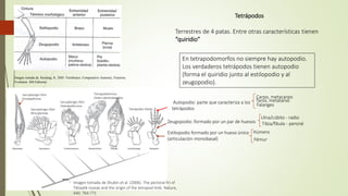 Tetrápodos
Terrestres de 4 patas. Entre otras características tienen
“quiridio”
Imagen tomada de. Kardong, K. 2005. Vertebrates: Comparative Anatomy, Function,
Evolution. Hill Editorial.
Autopodio: parte que caracteriza a los
tetrápodos
Húmero
Fémur
Ulna/cúbito - radio
Tibia/fíbula - peroné
Carpo, metacarpo
Tarso, metatarso
Estilopodio formado por un hueso único
(articulación monobasal)
Zeugopodio: formado por un par de huesos
Falanges
En tetrapodomorfos no siempre hay autopodio.
Los verdaderos tetrápodos tienen autopodio
(forma el quiridio junto al estilopodio y al
zeugopodio).
Imagen tomada de Shubin et al. (2006). The pectoral fin of
Tiktaalik roseae and the origin of the tetrapod limb. Nature,
440: 764-771
Sarcopterigio fósil:
Porolepiforme
Sarcopterigio fósil:
Rhizodontida
Sarcopterigio fósil:
Osteolepiformes
Tetrapodoformos
Orden elpistostegalios
Tetrápodos fósiles
 