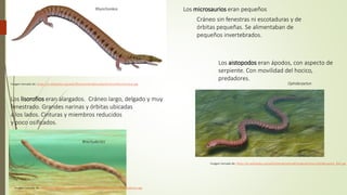 Los microsaurios eran pequeños
Cráneo sin fenestras ni escotaduras y de
órbitas pequeñas. Se alimentaban de
pequeños invertebrados.
Rhynchonkos
Los aistopodos eran ápodos, con aspecto de
serpiente. Con movilidad del hocico,
predadores.
Imagen tomada de: https://es.wikipedia.org/wiki/Rhynchonkos#/media/Archivo:Rhynchonkos.jpg
Imagen tomada de: https://es.wikipedia.org/wiki/Ophiderpeton#/media/Archivo:Ophiderpeton_BW.jpg
Ophiderpeton
Los lisorofios eran alargados. Cráneo largo, delgado y muy
fenestrado. Grandes narinas y órbitas ubicadas
a los lados. Cinturas y miembros reducidos
y poco osificados.
Brachydectes
Imagen tomada de: https://es.wikipedia.org/wiki/Brachydectes#/media/Archivo:Brachydectes.jpg
 