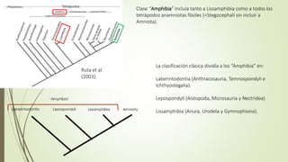 Clase “Amphibia” incluía tanto a Lissamphibia como a todos los
tetrápodos anamniotas fósiles (=Stegocephali sin incluir a
Amniota).
La clasificación clásica dividía a los “Amphibia” en:
Laberintodontia (Anthracosauria, Temnospondyli e
Ichthyostegalia).
Lepospondyli (Aistopoda, Microsauria y Nectridea)
Lissamphibia (Anura, Urodela y Gymnophiona).
Laberintodontia Lepospondyli Lissamphibia Amniota
‘Amphibia’
Ruta et al.
(2003)
 