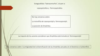 Estegocéfalos “batracomorfos”, icluyen a:
Lepospóndilos y Temnospóndilos
No hay consenso sobre:
La monofilia de Lepospondyli y Temnospondyli .
La posición de Amphibia.
La mayoría de los autores consideran que Amphibia está incluido en Temnospondyli
Hay consenso sobre la antigüedad de la diversificación de los Amphibia actuales en el Devónico o Carbonífero
 
