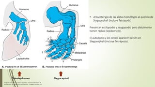 • Arquipterigio de las aletas homólogos al quiridio de
Stegocephali (incluye Tetrápoda)
Presentan estilopodio y zeugopodio pero distalmente
tienen radios (lepidotricos).
El autopodio y los dedos aparecen recién en
Stegocephali (incluye Tetrápoda).
Stegocephali
Osteolepiformes
Imágenes tomadas de Liem et al (2001). Functional Anatomy of
Vertebrates: an evolutionary perspective . Cengage Learning, Inc.
 