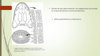 • Dientes de tipo laberintodonte: con plegamientos de esmalte
en la base del diente en forma de laberintos.
• Aleta caudal dificerca o heterocerca.
Imagen tomada de: Apesteguia S, Ares R. (2010). Vida en
evolución: la historia natural vista desde Sudamérica/. 1a ed.
Buenos Aires. 384 pp.
 