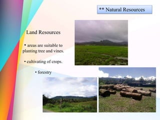 ** Natural Resources
Land Resources
• areas are suitable to
planting tree and vines.
• cultivating of crops.
• forestry
 