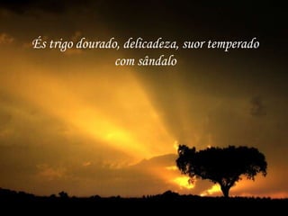 És trigo dourado, delicadeza, suor temperado
                com sândalo
 