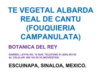 TE VEGETAL ALBARDA REAL DE CANTU (FOUQUIERIA CAMPANULATA) BOTANICA DEL REY ESCUINAPA, SINALOA, MEXICO. GABRIEL LEYVA NO. 16 SUR. TELEFONO 01 (695) 953 02 44, CELULAR: 695 102 08 36 (MOVIESTAR) 
