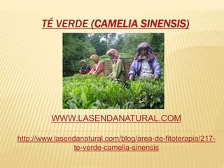 TÉ VERDE (CAMELIA SINENSIS)
WWW.LASENDANATURAL.COM
http://www.lasendanatural.com/blog/area-de-fitoterapia/217-
te-verde-camelia-sinensis
 