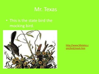 Mr. TexasThis is the state bird the mocking bird.http://www.50states.com/bird/mock.htm