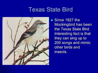 Texas State Bird
           Since 1927 the
            Mockingbird has been
            the Texas State Bird.
            Interesting fact is that
            they can sing up to
            200 songs and mimic
            other birds and
            insects.
 