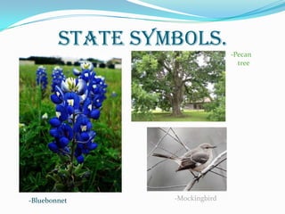 STATE SYMBOLS.
-Pecan
tree

-Bluebonnet

-Mockingbird

 