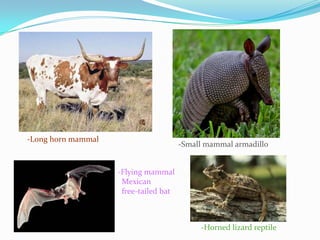 -Long horn mammal

-Small mammal armadillo
-Flying mammal
Mexican
free-tailed bat

-Horned lizard reptile

 