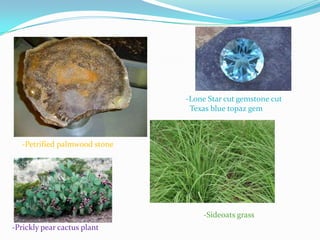 -Lone Star cut gemstone cut
Texas blue topaz gem

-Petrified palmwood stone

-Sideoats grass
-Prickly pear cactus plant

 