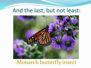 And the last, but not least:

-Monarch butterfly insect

 