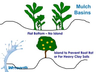 Mulch
Basins
Flat Bottom – No Island
Island to Prevent Root Rot
or For Heavy Clay Soils
 