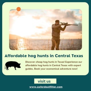 Affordable hog hunts in central Texas