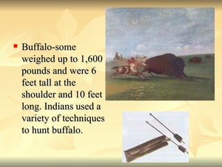 Buffalo-some weighed up to 1,600 pounds and were 6 feet tall at the shoulder and 10 feet long. Indians used a variety of techniques to hunt buffalo.  