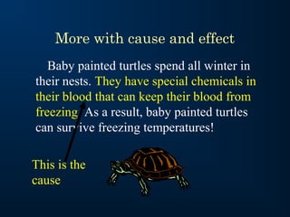 More with cause and effect
Baby painted turtles spend all winter in
their nests. They have special chemicals in
their blood that can keep their blood from
freezing. As a result, baby painted turtles
can survive freezing temperatures!
This is the
cause

 