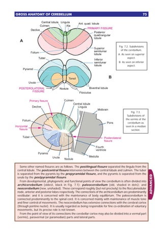 Pyramis Body Textbook of human neuroanatomy- | PDF