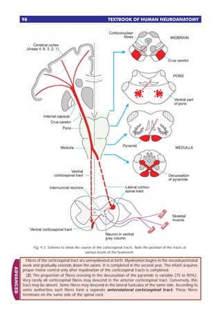 Textbook of human neuroanatomy-