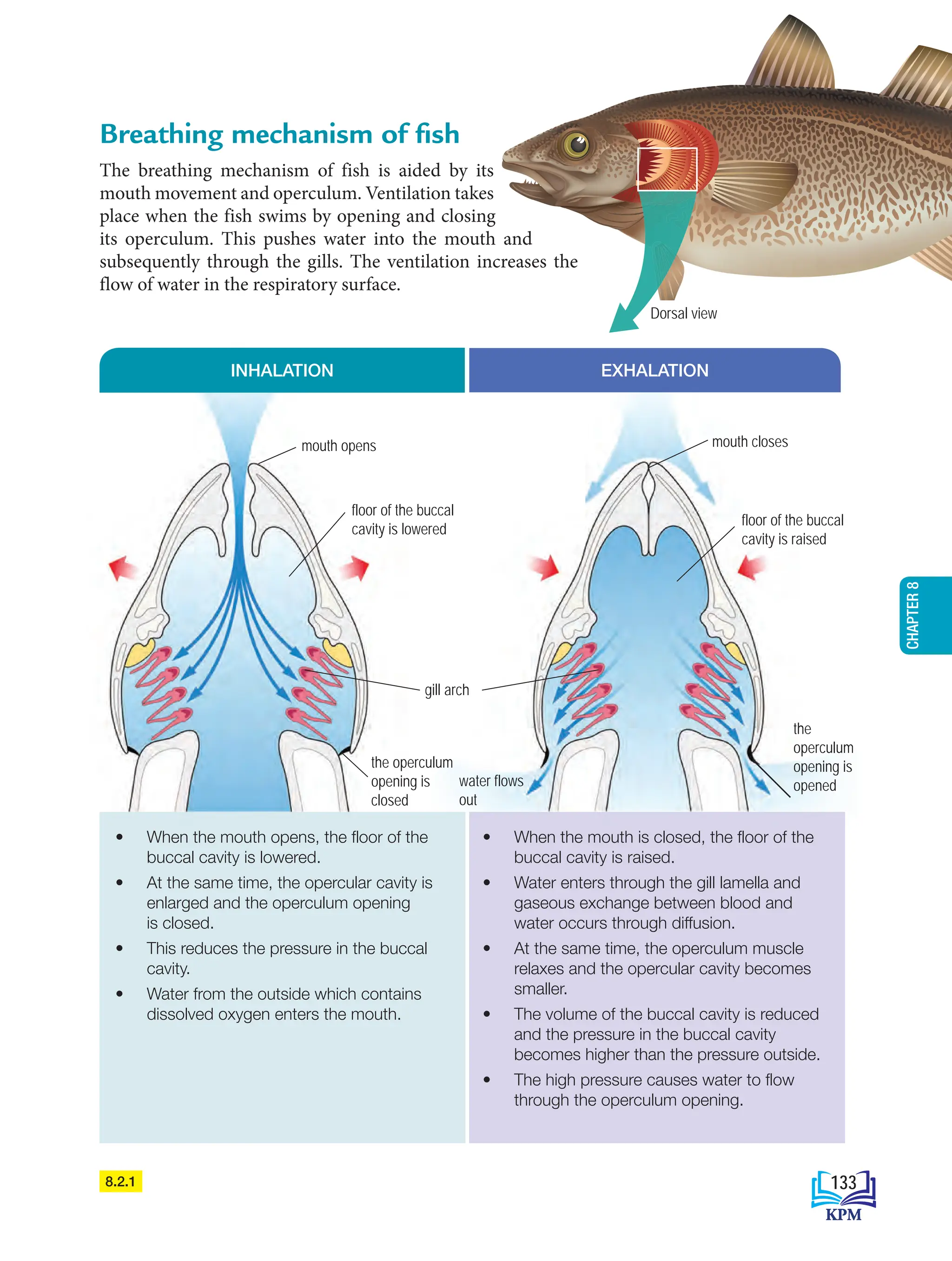 Opercular Movement Fish Text Book Biology_Form_4.pdf