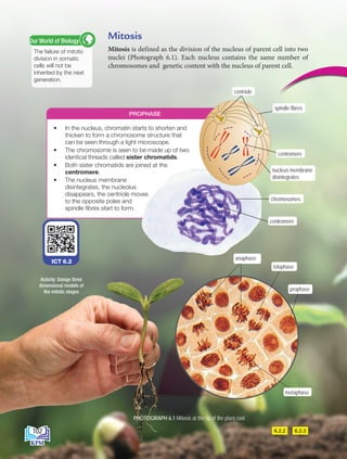Mitosis
Mitosis is defined as the division of the nucleus of parent cell into two
nuclei (Photograph 6.1). Each nucleus contains the same number of
chromosomes and genetic content with the nucleus of parent cell.
PHOTOGRAPH 6.1 Mitosis at the tip of the plant root
PROPHASE
• In the nucleus, chromatin starts to shorten and
thicken to form a chromosome structure that
can be seen through a light microscope.
• The chromosome is seen to be made up of two
identical threads called sister chromatids.
• Both sister chromatids are joined at the
centromere.
• The nucleus membrane
disintegrates, the nucleolus
disappears, the centriole moves
to the opposite poles and the
spindle fibres start to form.
6.2.3
6.2.2
Activity: Design three
dimensional models of
the mitotic stages
ICT 6.2
anaphase
telophase
prophase
metaphase
centriole
nucleus membrane
disintegrates
centromere
chromosomes
centromere
spindle fibres
The failure of mitotic
division in somatic
cells will not be
inherited by the next
generation.
Our World of Biology
102
BioT4(NC)-B6-EN New 6th.indd 102 1/9/2020 12:11:26 PM
 