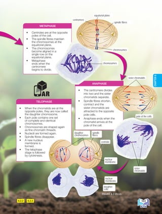 METAPHASE
ANAPHASE
TELOPHASE
• Centrioles are at the opposite
poles of the cell.
• The spindle fibres maintain
the chromosomes at the
equatorial plane.
• The chromosomes
become aligned in a
single row on the
equatorial plane.
• Metaphase
ends when the
centromere
begins to divide.
• The centromere divides
into two and the sister
chromatids separate.
• Spindle fibres shorten,
contract and the
sister chromatids are
attracted to the opposite
pole cells.
• Anaphase ends when the
chromatid arrives at the
pole of the cell.
• When the chromatids are at the
opposite poles, they are now called
the daughter chromosome.
• Each pole contains one set
of complete and identical
chromosomes.
• Chromosomes are shaped again
as fine chromatin threads.
• Nucleoli are formed again.
• Spindle fibres disappear.
• A new nucleus
membrane is
formed.
• The telophase
stage is followed
by cytokinesis.
6.2.3
6.2.2
FIGURE 6.3 Mitosis
sister chromatids
pole of the cells
daughter
chromosomes
spindle
fibres
nuclear
membrane
nuclear
membrane
daughter
cells
centriole
sister
chromatids
equatorial plane
centromere
spindle fibres
chromosomes
chromosomes
103
CHAPTER
6
BioT4(NC)-B6-EN New 6th.indd 103 1/9/2020 12:11:30 PM
 