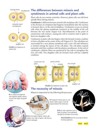 The differences between mitosis and
cytokinesis in animal cells and plant cells
Plant cells do not contain centrioles. However, plant cells can still form
spindle fibres during mitosis.
Cytokinesis is different between animal cells and plant cells. Cytokinesis
is the division of cytoplasm that happens immediately after the nucleus
is formed, that is, at the end of telophase. Cytokinesis occurs in animal
cells when the plasma membrane constricts in the middle of the cell
between the two nuclei (Figure 6.4). Microfilaments at the point of
constriction will contract, causing the cell to constrict until it splits to
form two daughter cells.
Cytokinesis in plant cells also begins when the formed vesicles combine
to form cell plates at the centre of the cell (Figure 6.5). The cell plates are
surrounded by a new plasma membrane and a new cell wall substance
is formed among the spaces of the cell plates. The cell plates expand
outwards until they combine with the plasma membranes. At the end of
cytokinesis, cellulose fibres are produced by the cells to strengthen the
new cell walls. Two daughter cells are formed. Each cell has a diploid
condition.
FIGURE 6.5 Cytokinesis in plant cells
FIGURE 6.4 Cytokinesis in
animal cells
PHOTOGRAPH 6.2 The necessity of mitosis
for living organisms
6.2.5
6.2.4
cleavage furrow
microfilaments
contractile ring of
microfilaments
daughter cell
daughter cell
vesicles form cell
plates
parent cell wall
new cell wall
cell plate
The necessity of mitosis
Mitosis is important for the following life processes.
For embryo development
and organism growth, mitosis
ensures that rapid cell growth
occurs.
When the body is injured, mitosis will
produce new cells to replace cells that are
dead or damaged.
Through the mitosis process, the
lizard is able to grow a new tail
(regeneration) if the tail breaks.
Mitosis aids organisms such as
hydra to produce new individuals
through the formation of new buds.
104
BioT4(NC)-B6-EN New 6th.indd 104 1/9/2020 12:11:38 PM
 
