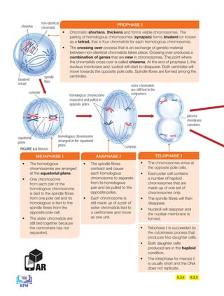 • Chromatin shortens, thickens and forms visible chromosomes. The
pairing of homologous chromosomes (synapsis) forms bivalent (or known
as a tetrad, that is four chromatids for each homologous chromosome).
• The crossing over process that is an exchange of genetic material
between non-identical chromatids takes place. Crossing over produces a
combination of genes that are new in chromosomes. The point where
the chromatids cross over is called chiasma. At the end of prophase I, the
nucleus membrane and nucleoli will start to disappear. Both centrioles will
move towards the opposite pole cells. Spindle fibres are formed among the
centrioles.
PROPHASE I
• The homologous
chromosomes are arranged
at the equatorial plane.
• One chromosome
from each pair of the
homologous chromosome
is tied to the spindle fibres
from one pole cell and its
homologous is tied to the
spindle fibres from the
opposite pole cell.
• The sister chromatids are
still tied together because
the centromere has not
separated.
METAPHASE I
• The spindle fibres
contract and cause
each homologous
chromosome to separate
from its homologous
pair and be pulled to the
opposite poles.
• Each chromosome is
still made up of a pair of
sister chromatids tied to
a centromere and move
as one unit.
ANAPHASE I
• The chromosomes arrive at
the opposite pole cells.
• Each polar cell contains
a number of haploid
chromosomes that are
made up of one set of
chromosomes only.
• The spindle fibres will then
disappear.
• Nucleoli will reappear and
the nuclear membrane is
formed.
TELOPHASE I
AR
• Telophase I is succeeded by
the cytokinesis process that
produces two daughter cells.
• Both daughter cells
produced are in the haploid
condition.
• The interphase for meiosis I
is usually short and the DNA
does not replicate.
6.3.5
6.3.4
FIGURE 6.6 Meiosis
centriole
plasma
membrane
constricts
chiasma
non-identical
chromatid
spindle
fibre
bivalent/
tetrad
equatorial
plane
homologous chromosome
separated and pulled to
opposite poles
homologous chromosome
arranged at the equatorial
plane centriole
sister chromatids
are still tied to the
centromere
106
BioT4(NC)-B6-EN New 6th.indd 106 1/9/2020 12:11:49 PM
 