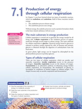Production of energy
through cellular respiration
In Chapter 5, you have learned about two types of metabolic reaction,
which are anabolism and catabolism. Both of these reactions involve
energy.
• The catabolism process releases energy.
• The anabolism process uses energy.
Without energy, the anabolic processes such as protein formation which
is the basic muscle substance will not occur.
The main substrate in energy production
Cellular respiration is carried out to generate the energy needed by all
living cells. Cellular respiration is the oxidation process of organic
molecules through several stages to release energy. The main substrate
for cellular respiration is glucose. Chemical energy found in glucose is
released to produce energy required by cells. In humans and animals,
glucose is obtained through the digestion of carbohydrates from the
food eaten.
In green plants, light energy can be trapped by chlorophyll for the
photosynthesis process to produce glucose.
Types of cellular respiration
There are two types of cellular respiration, which are aerobic and
anaerobic respiration. Aerobic respiration occurs in the presence
of oxygen. Anaerobic respiration occurs in the absence of oxygen.
Fermentation is an alternative pathway of obtaining energy besides
cellular respiration. In fermentation, the breakdown of glucose is
incomplete in conditions of limited oxygen or without oxygen. This
chapter focuses only on aerobic respiration and fermentation.
7.1
7.1.2
7.1.1 7.1.3
1 Give five examples of the necessity of
energy in a metabolic process.
2 State the main substrate in the production
of energy.
3 State the meaning of cellular respiration and
the types of cellular respiration.
4 Explain how humans, animals and plants
acquire glucose to produce energy.
Formative Practice 7.1
Conduct a group
discussion about
the energy
requirements in the
metabolic process.
Activity Zone
114
BioT4(NC)-B7-EN New 7th.indd 114 1/9/2020 12:11:23 PM
 