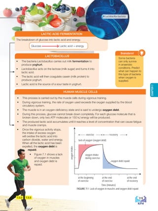 • This process is carried out by the muscle cells during vigorous training.
• During vigorous training, the rate of oxygen used exceeds the oxygen supplied by the blood
circulatory system.
• The muscle is in an oxygen-deficiency state and is said to undergo oxygen debt.
• During this process, glucose cannot break down completely. For each glucose molecule that is
broken down, only two ATP molecules or 150 kJ energy will be produced.
• The produced lactic acid accumulates until it reaches a level of concentration that can cause fatigue
and muscle cramps.
The breakdown of glucose into lactic acid and energy.
Glucose Lactic acid + energy
LACTIC ACID FERMENTATION
Some bacteria
can only survive
in anaerobic
conditions. Predict
what can happen to
this type of bacteria
when oxygen is
supplied.
Brainstorm!
HUMAN MUSCLE CELLS
oxygen debt repaid
oxygen intake
during exercise
exercise
lack of oxygen (oxygen debt)
recovery
oxygen
intake
at the beginning
of exercise
at the end
of exercise
Time (minutes)
at the end
of recovery
FIGURE 7.1 Lack of oxygen in muscles and oxygen debt repaid
7.3.2 7.3.3
• The bacteria Lactobacillus carries out milk fermentation to
produce yoghurt.
• Lactobacillus acts on the lactose (milk sugar) and turns it into
lactic acid.
• The lactic acid will then coagulate casein (milk protein) to
produce yoghurt.
• Lactic acid is the source of a sour taste in yoghurt.
LACTOBACILLUS
• Once the vigorous activity stops,
the intake of excess oxygen
will oxidise the lactic acid into
carbon dioxide, water and energy.
When all the lactic acid has been
expelled, the oxygen debt is
repaid.
• Figure 7.1 shows a lack
of oxygen in muscles
and oxygen debt is
repaid.
Lactobacillus bacteria
119
CHAPTER
7
BioT4(NC)-B7-EN New 7th.indd 119 1/9/2020 12:11:44 PM
 