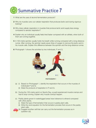 1 What are the uses of alcohol fermentation products?
2 Why do muscles carry out cellular respiration that produces lactic acid during vigorous
training?
3 Why does cellular respiration in muscles that produce lactic acid supply less energy
compared to aerobic respiration?
4 Explain why an individual usually feels tired faster compared with an athlete, when both of
them are running together.
5 A 100-metre sprinter usually holds his breath while running compared with a long-distance
runner. After running, the sprinter needs seven litres of oxygen to remove the lactic acid in
his muscle cells. Explain this difference between the sprinter and the long-distance runner.
6 Photograph 1 shows the activities by two individuals, P and Q.
			
Q
P
		 (a) (i) Based on Photograph 1, identify the respiration that occurs in the muscles of
individuals P and Q.
			 (ii) State the products of respiration in P and Q.
		 (b) During the 100-metre sprint on Sports Day, a pupil experienced muscle cramps and
had to stop running. Explain why muscle cramps happen.
		 (c) Paddy plants grown in waterlogged areas have tolerance to ethanol compared
with other plants.
			 (i) State the type of fermentation that occurs in paddy plant cells.
			 (ii) Write the word equation for the fermentation process that occurs in the paddy
plant cells.
			 (iii) Suggest another cell that can carry out the fermentation process as in
question c(ii).
Summative Practice 7
PHOTOGRAPH 1
123
CHAPTER
7
BioT4(NC)-B7-EN New 7th.indd 123 1/9/2020 12:11:46 PM
 