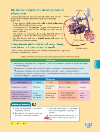 The human respiratory structure and its
adaptations
The human respiratory structure is the alveolus which has the
characteristics for efficient respiratory gaseous exchange
(Figure 8.4):
• A large number of alveoli provides a large total surface area
for the diffusion of respiratory gases.
• The alveolus wall is always moist. Oxygen and carbon dioxide
can dissolve easily, and diffuse through the walls into the
blood capillaries.
• The alveolus is surrounded by a large network of blood
capillaries to hasten the diffusion of respiratory gases.
• The thin alveolus wall, that is as thick as one cell, makes the
diffusion of gases much easier.
Comparison and contrast of respiratory
structures in humans and animals
Table 8.1 shows the similarities and differences between the respiratory
structures of humans and animals.
TABLE 8.1 Similarities and differences between the respiratory structures of humans and animals
8.1.3
8.1.2
8.1.1
FIGURE 8.4 Alveolus
bronchiole
alveolus
blood capillaries
• All respiratory structures have a large ratio of total surface area to volume for an efficient exchange
of respiratory gases.
• All respiratory structures are thin and this makes the diffusion of respiratory gases much faster.
• All respiratory structures are moist and this allows respiratory gases to dissolve in them.
• The respiratory structure is complete with a network of blood capillaries (except insects), that allows
for efficient transport of respiratory gases.
Similarities
Differences
Characteristics Insects Fish Frogs Humans
Respiratory structure Tracheole
Filament and
lamella
Skin and lungs Alveolus
How the large ratio of
total surface area to
volume for the respiratory
structure is achieved
Large
number of
tracheoles
Large number
of filaments
and lamellae
• The surface in the
lungs is folded
• Overall skin surface
Large
number of
alveoli
1 State the adaptations of the human
respiratory structure.
2 Explain how the frog skin is adapted
for efficient exchange of gases.
3 State the characteristics of tracheoles
that help with gaseous exchange in
insects.
4 Predict what will happen to a fish if its
gills are torn after being caught in a
net.
8.1
Formative Practice
131
CHAPTER
8
BioT4(NC)-B8-EN New 7th.indd 131 1/9/2020 12:10:38 PM
 