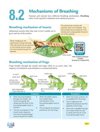 When inhaling air, the
abdominal muscles will relax.
This will reduce the air pressure
in the trachea and air enters
into the trachea through the
spiracle.
Video: Breathing mechanism
of insects
(Accessed on 21 August 2019)
Mechanisms of Breathing
Humans and animals have different breathing mechanisms. Breathing
refers to the repetitive inhalation and exhalation process.
8.2 The abdominal muscles will
contract when air is exhaled. This
will increase the air pressure in the
trachea and subsequently forces air
out of the spiracle.
Breathing mechanism of insects
Abdominal muscles that relax and contract enables air to
go in and out of the trachea.
Breathing mechanism of frogs
Frogs breathe through the mouth and lungs while in an active state. The
sequence of inhalation and exhalation is summarised below.
mouth closes glottis closes
the floor of the
buccopharyngeal
cavity is lowered
nostrils close
the floor of the
buccopharyngeal
cavity is raised
nostrils open
glottis opens glottis opens
• When the frog breathes
through the nostrils, the
mouth and glottis are
closed and the floor of the
buccopharyngeal cavity is
lowered.
• The low air pressure in the
mouth cavity draws air
into the buccopharyngeal
cavity through the nostrils.
• When the glottis opens,
the nostrils close
and the floor of the
buccopharyngeal cavity is
raised.
• The increased air pressure
pushes air into the lungs.
• When the lungs contract, air
is expelled from the lungs.
• This is helped by the
abdominal pressure and the
elasticity of the lungs.
• Some air is expelled through
the nostrils while the rest
is mixed with the air in the
buccopharyngeal cavity.
Inhalation Exhalation
Buccopharyngeal
cavity is filled with air
Exhalation
Air is forced into the
lungs
8.2.1
carbon dioxide
ICT 8.2
air enters
spiracles
oxygen
132
BioT4(NC)-B8-EN New 7th.indd 132 1/9/2020 12:10:41 PM
 