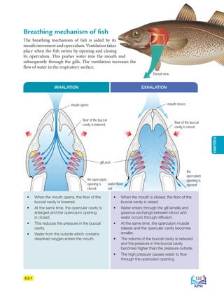 8.2.1
• When the mouth opens, the floor of the
buccal cavity is lowered.
• At the same time, the opercular cavity is
enlarged and the operculum opening
is closed.
• This reduces the pressure in the buccal
cavity.
• Water from the outside which contains
dissolved oxygen enters the mouth.
• When the mouth is closed, the floor of the
buccal cavity is raised.
• Water enters through the gill lamella and
gaseous exchange between blood and
water occurs through diffusion.
• At the same time, the operculum muscle
relaxes and the opercular cavity becomes
smaller.
• The volume of the buccal cavity is reduced
and the pressure in the buccal cavity
becomes higher than the pressure outside.
• The high pressure causes water to flow
through the operculum opening.
INHALATION EXHALATION
Breathing mechanism of fish
The breathing mechanism of fish is aided by its
mouth movement and operculum. Ventilation takes
place when the fish swims by opening and closing
its operculum. This pushes water into the mouth and
subsequently through the gills. The ventilation increases the
flow of water in the respiratory surface.
Dorsal view
mouth opens mouth closes
floor of the buccal
cavity is lowered
floor of the buccal
cavity is raised
gill arch
the operculum
opening is
closed
the
operculum
opening is
opened
water flows
out
133
CHAPTER
8
BioT4(NC)-B8-EN New 7th.indd 133 1/9/2020 12:10:43 PM
 