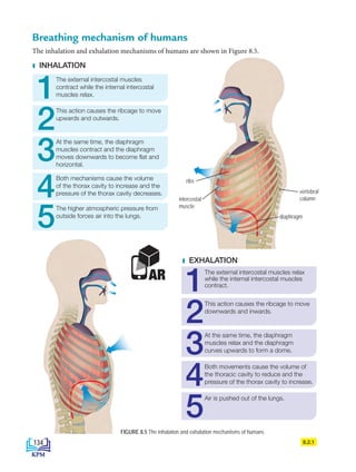 8.2.1
Breathing mechanism of humans
The inhalation and exhalation mechanisms of humans are shown in Figure 8.5.
INHALATION
EXHALATION
1
1
3
2
4
5
2
4
3
5
FIGURE 8.5 The inhalation and exhalation mechanisms of humans
AR The external intercostal muscles relax
while the internal intercostal muscles
contract.
The external intercostal muscles
contract while the internal intercostal
muscles relax.
At the same time, the diaphragm
muscles contract and the diaphragm
moves downwards to become flat and
horizontal.
This action causes the ribcage to move
upwards and outwards.
Both mechanisms cause the volume
of the thorax cavity to increase and the
pressure of the thorax cavity decreases.
The higher atmospheric pressure from
outside forces air into the lungs.
This action causes the ribcage to move
downwards and inwards.
Both movements cause the volume of
the thoracic cavity to reduce and the
pressure of the thorax cavity to increase.
At the same time, the diaphragm
muscles relax and the diaphragm
curves upwards to form a dome.
Air is pushed out of the lungs.
ribs
intercostal
muscle
diaphragm
vertebral
column
134
BioT4(NC)-B8-EN New 7th.indd 134 1/9/2020 12:10:45 PM
 